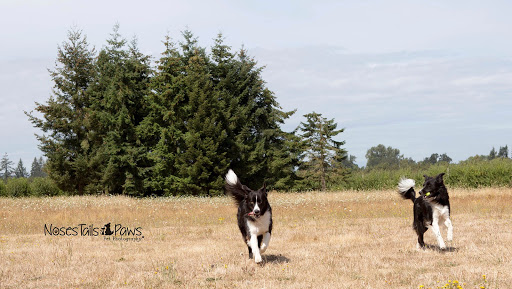 Dog Trainer «Suite Dog Daze», reviews and photos, 2090 Front St NE, Salem, OR 97301, USA