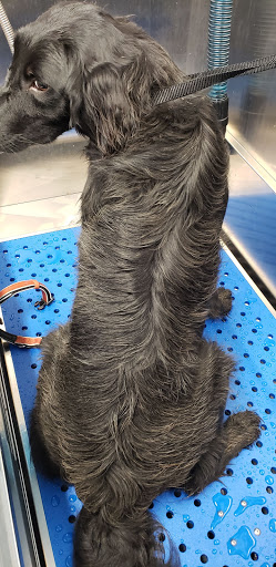 Pet Supply Store «Pet Supplies Plus», reviews and photos, 8810 S Emerson Ave Suite 180, Indianapolis, IN 46237, USA