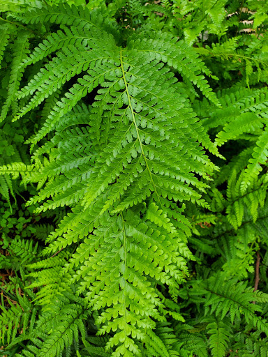 Botanical Garden «Botanical Gardens-Heritage Pk», reviews and photos, 411 Ball St, Grapevine, TX 76051, USA