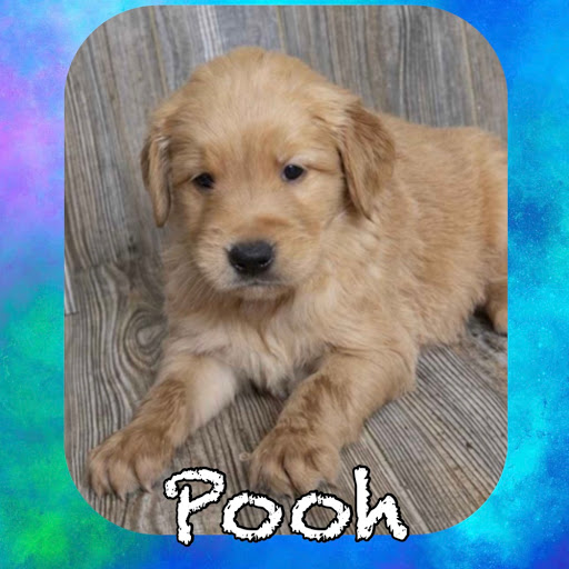 Pet Store «Pet Express», reviews and photos, 250 Granite St, Braintree, MA 02184, USA