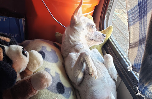 Pet Supply Store «PetSmart», reviews and photos, 11945 Central Ave, Chino, CA 91710, USA