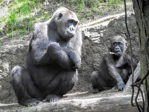 Congo Gorilla Forest image 1