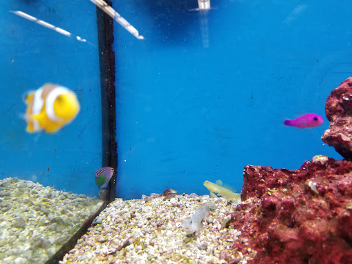 Pet Supply Store «Petco Animal Supplies», reviews and photos, 4167 Cheshire Station Plaza, Dale City, VA 22193, USA