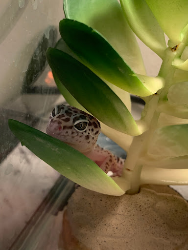 Pet Store «Mike Pet Center LLC», reviews and photos, 133 NJ-35, Neptune City, NJ 07753, USA