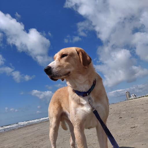 Pet Supply Store «Petco Animal Supplies», reviews and photos, 4665 Garth Rd #400, Baytown, TX 77521, USA