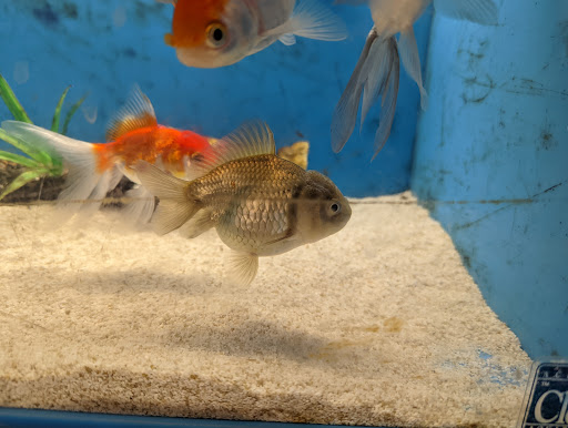 Pet Supply Store «PetSmart», reviews and photos, 2130 Gunbarrel Rd, Chattanooga, TN 37421, USA