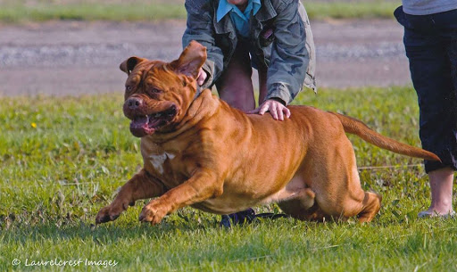 Five Mile Animal Hospital image