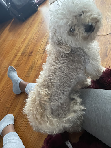 Pet Supply Store «PetSmart», reviews and photos, 1559 Merritt Blvd, Dundalk, MD 21222, USA