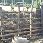 Photo n°6 de l'avis de bruno.a fait le 01/09/2017 à 18:21 sur le  Il Rustico La Casa degli Ulivi à Piedimonte Etneo