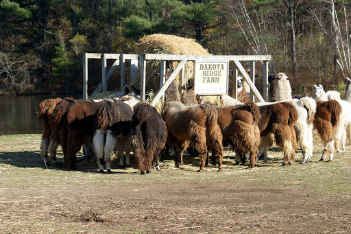Farm «Dakota Ridge Farm», reviews and photos, 189 E High St, Ballston Spa, NY 12020, USA