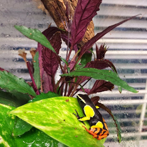 Pet Store «Zoo Creatures Pet Store», reviews and photos, 149 Plaistow Rd, Plaistow, NH 03865, USA