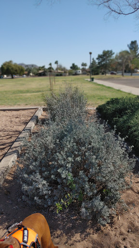 Park «Conocido Park», reviews and photos, 15645 N 31st Dr, Phoenix, AZ 85053, USA