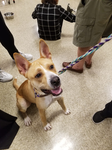 Pet Supply Store «PetSmart», reviews and photos, 131 Highlands Blvd Dr, Manchester, MO 63011, USA