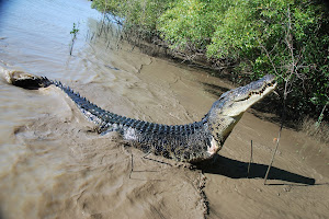 Adelaide River Cruises - Jumping Crocodile Experience image