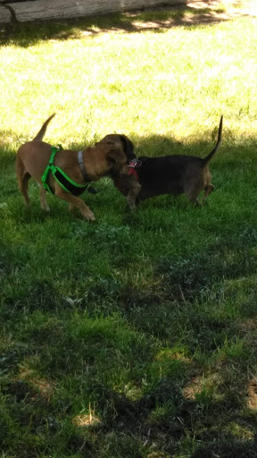 Park «Lewis Kingman Park», reviews and photos, 2201 E Andy Devine Ave, Kingman, AZ 86401, USA