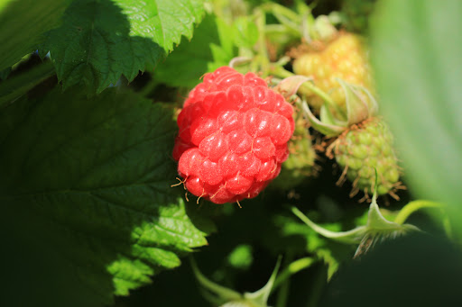 Produce Market «B&P Hitz Fruit Farm (Apples N Produce)», reviews and photos, 14070 Wilco Hwy NE, Woodburn, OR 97071, USA