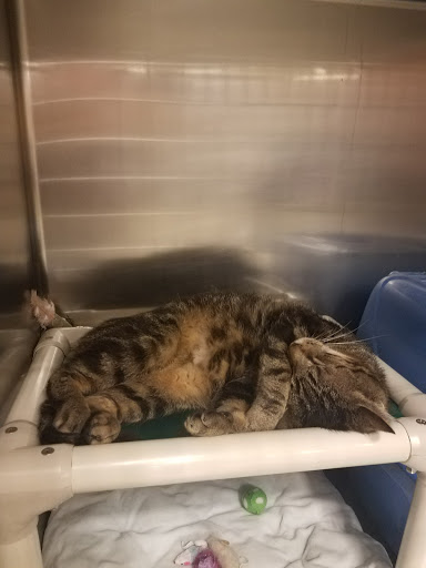 Pet Supply Store «PetSmart», reviews and photos, 3450 N Morrison Rd, Muncie, IN 47304, USA