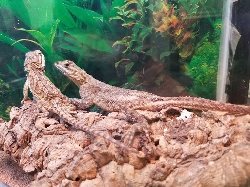 Pet Supply Store «Petland Discounts - Park Slope», reviews and photos, 510 5th Ave, Brooklyn, NY 11215, USA