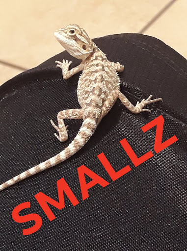 Pet Supply Store «Petco Animal Supplies», reviews and photos, 3055 N President George Bush Hwy, Garland, TX 75040, USA