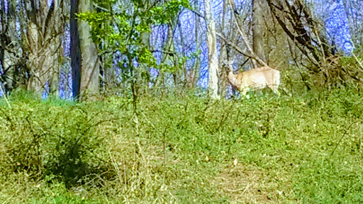 Bicycle Store «Harpers Ferry Outfitters & Bike Shop», reviews and photos, 129 Potomac St, Harpers Ferry, WV 25425, USA
