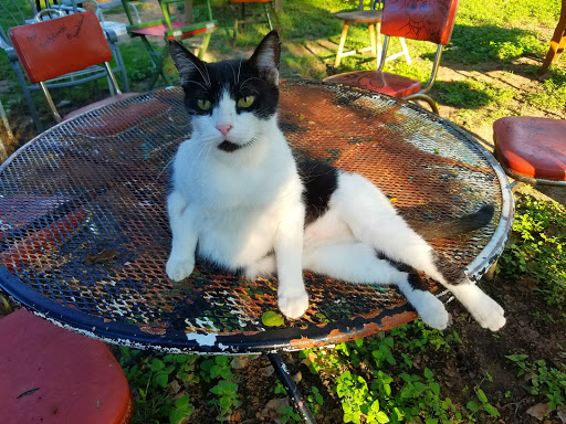 Tourist Attraction «The Chairy Orchard», reviews and photos, 1426 Churchill Dr, Denton, TX 76209, USA