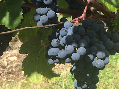 Domaine Lavigne à Varrains