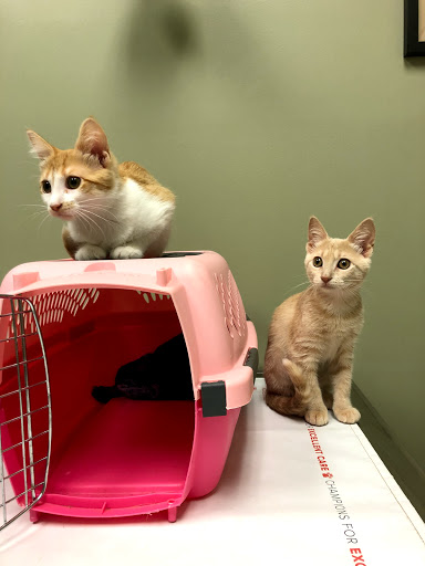 104 Clinton St, Fayetteville, NY 13066, USA