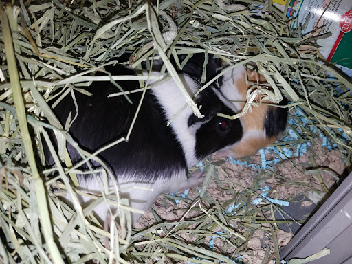 Pet Supply Store «Pet Supplies Plus», reviews and photos, 105 E Ogden Ave, Westmont, IL 60559, USA