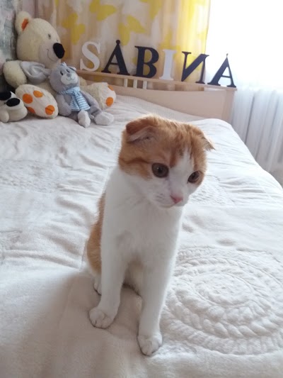 Photos of Tsentr Kinologii I Felinologii, Veterinarnaya Klinika, Zoomagazin"Zoosfera"