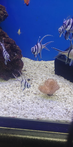 Pet Supply Store «Petco Animal Supplies», reviews and photos, 8775 SW Tualatin-Sherwood Rd, Tualatin, OR 97062, USA