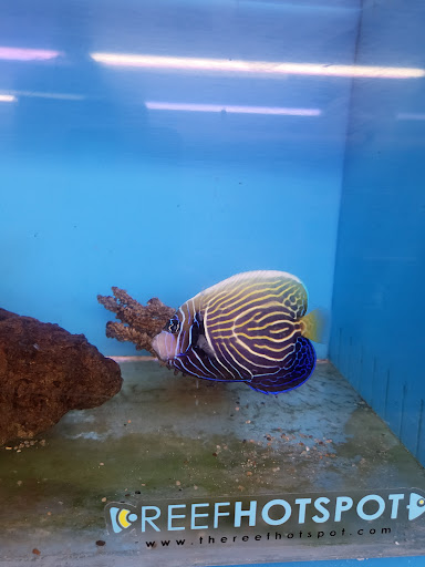 Aquarium Shop «Aquarium Arts», reviews and photos, 1810 W Baseline Rd #1, Mesa, AZ 85202, USA