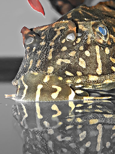 Pet Supply Store «Petco Animal Supplies», reviews and photos, 2310 S Shore Center, Alameda, CA 94501, USA