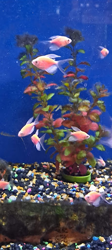 Pet Store «Miles of Exotics», reviews and photos, 8350 N Broadway, Kansas City, MO 64118, USA