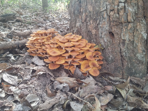 Park «Medina River Natural Area», reviews and photos, 15890 Highway 16 South, San Antonio, TX 78264, USA