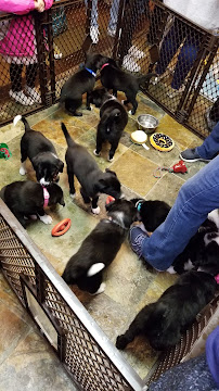 Twelve Paws Pet Supply (Formerly Bentley's Pet Stuff) - Photo 7 - Car repair in Libertyville, IL, Round Lake Beach