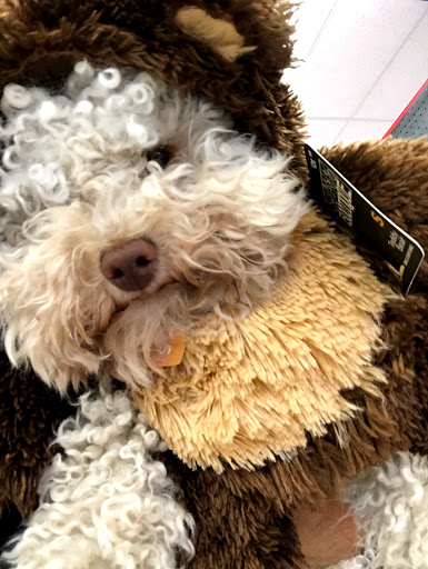 Pet Supply Store «Petco Animal Supplies», reviews and photos, 2005 Crow Canyon Pl, San Ramon, CA 94583, USA