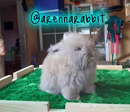 Kelinci Bandung Robito Rabbit photo
