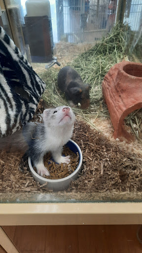 Pet Supply Store «Pet Supermarket», reviews and photos, 1800 W 68th St #140, Hialeah, FL 33014, USA