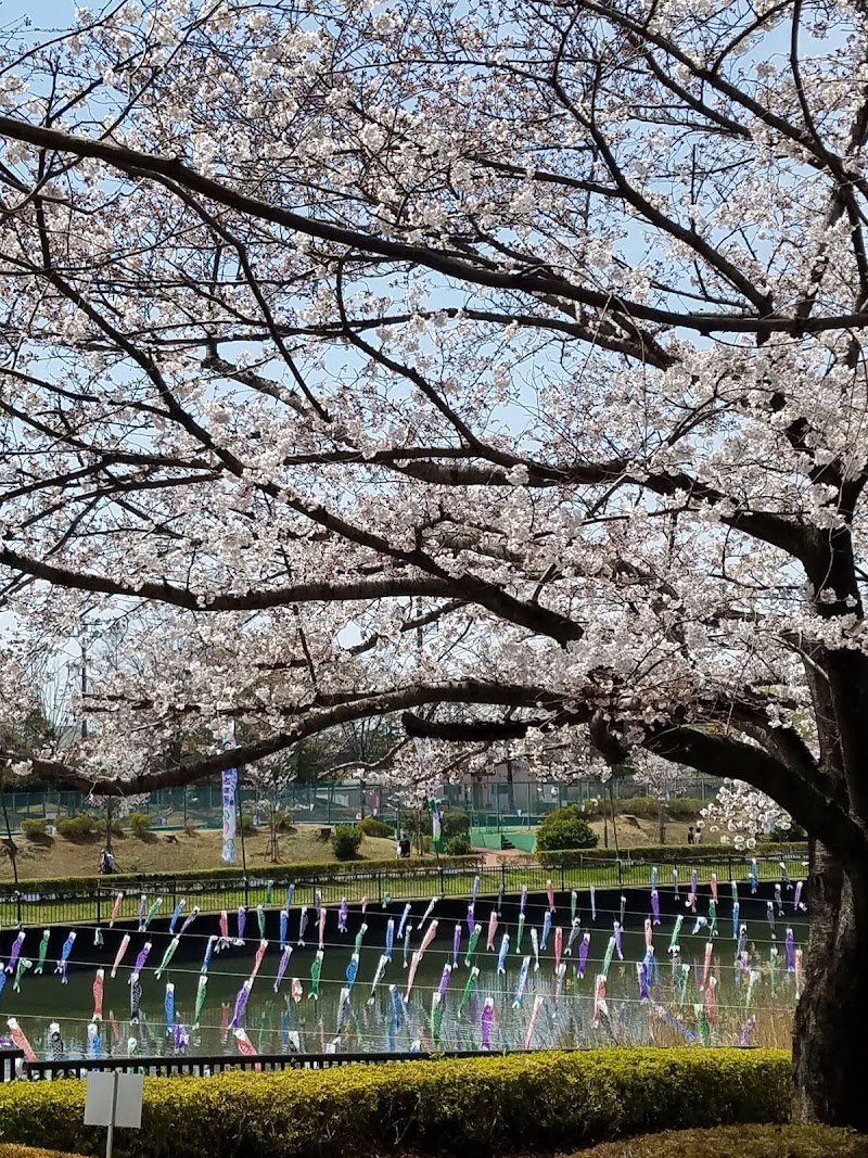 鶴生田川の桜と鯉のぼり 群馬県館林市城町 イベント会場 グルコミ