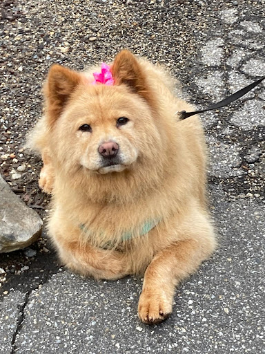 Pet Groomer «Pampered Pet Dog Grooming Shop», reviews and photos, 711 Pleasant St, Paxton, MA 01612, USA