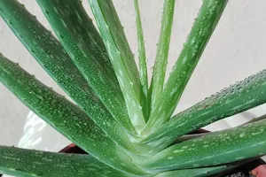 Aloe webshop - szépség és egészség image