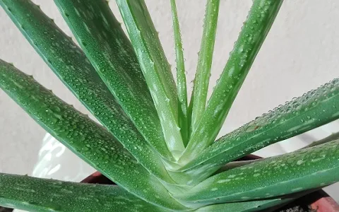 Aloe webshop - szépség és egészség image