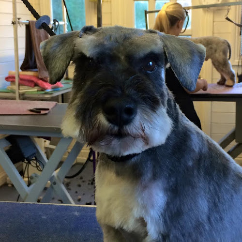 Leicester Dog Grooming - Leicester