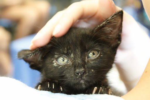 Pet Supply Store «Petco Animal Supplies», reviews and photos, 3535 Perkins Rd #305, Baton Rouge, LA 70808, USA