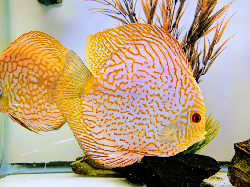 Tropical Fish Store «Best Fish», reviews and photos, 1335 N Doctor M.L.K. Dr, Milwaukee, WI 53212, USA