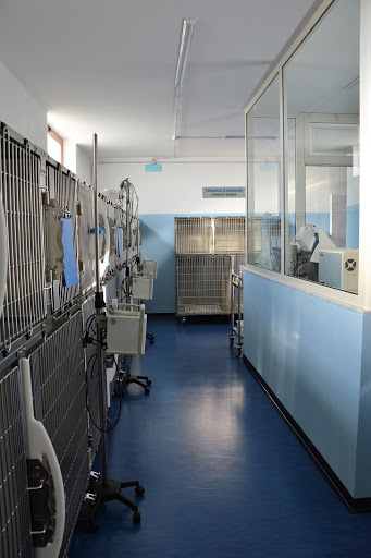Pensioni per cani e dog hotel a Ambulatorio Veterinario NA