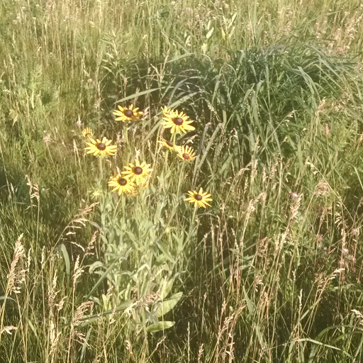 Dog Park «Carol Stream Bark Park», reviews and photos, 280 Kuhn Rd, Carol Stream, IL 60188, USA