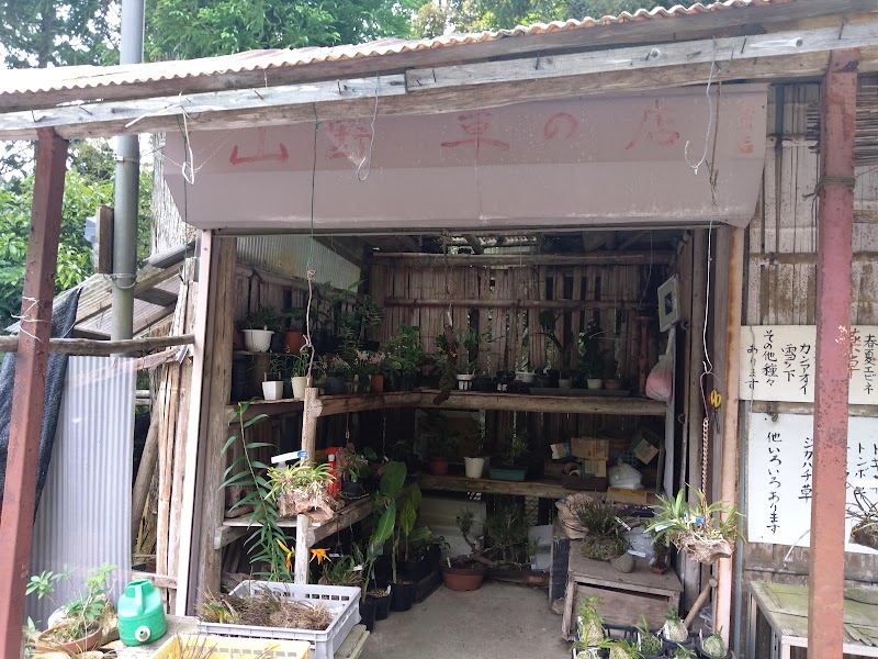 山野草の店