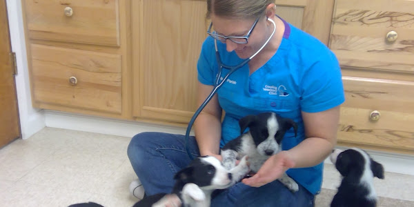 Gooding Veterinary Clinic