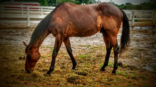 Vineyard «Baiting Hollow Farm Vineyard», reviews and photos, 2114 Sound Ave, Calverton, NY 11933, USA